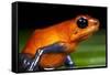 Strawberry Poison Dart Frog in Costa Rica-null-Framed Stretched Canvas