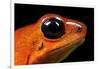 Strawberry Poison Dart Frog in Costa Rica-Paul Souders-Framed Photographic Print