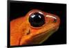 Strawberry Poison Dart Frog in Costa Rica-Paul Souders-Framed Photographic Print