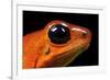 Strawberry Poison Dart Frog in Costa Rica-Paul Souders-Framed Photographic Print