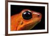 Strawberry Poison Dart Frog in Costa Rica-Paul Souders-Framed Photographic Print