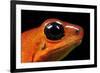 Strawberry Poison Dart Frog in Costa Rica-Paul Souders-Framed Photographic Print