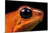 Strawberry Poison Dart Frog in Costa Rica-Paul Souders-Mounted Photographic Print