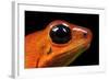 Strawberry Poison Dart Frog in Costa Rica-Paul Souders-Framed Photographic Print