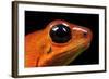 Strawberry Poison Dart Frog in Costa Rica-Paul Souders-Framed Photographic Print