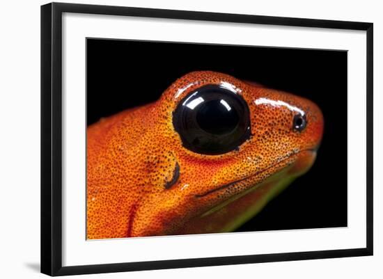 Strawberry Poison Dart Frog in Costa Rica-Paul Souders-Framed Photographic Print