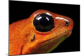 Strawberry Poison Dart Frog in Costa Rica-Paul Souders-Mounted Photographic Print