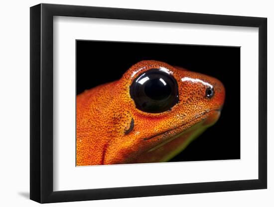 Strawberry Poison Dart Frog in Costa Rica-Paul Souders-Framed Photographic Print