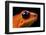 Strawberry Poison Dart Frog in Costa Rica-Paul Souders-Framed Photographic Print