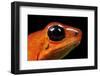 Strawberry Poison Dart Frog in Costa Rica-Paul Souders-Framed Photographic Print