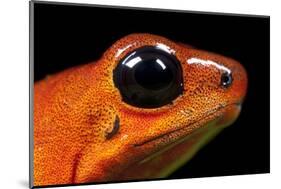 Strawberry Poison Dart Frog in Costa Rica-Paul Souders-Mounted Photographic Print