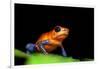 Strawberry Poison Dart Frog in Costa Rica-Paul Souders-Framed Photographic Print