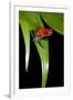 Strawberry Poison Dart Frog in Costa Rica-Paul Souders-Framed Photographic Print