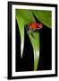 Strawberry Poison Dart Frog in Costa Rica-Paul Souders-Framed Photographic Print