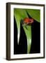 Strawberry Poison Dart Frog in Costa Rica-Paul Souders-Framed Photographic Print