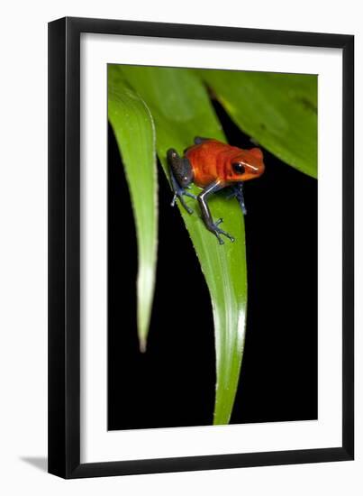 Strawberry Poison Dart Frog in Costa Rica-Paul Souders-Framed Photographic Print