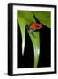 Strawberry Poison Dart Frog in Costa Rica-Paul Souders-Framed Photographic Print