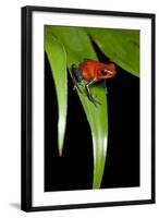 Strawberry Poison Dart Frog in Costa Rica-Paul Souders-Framed Photographic Print