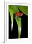 Strawberry Poison Dart Frog in Costa Rica-Paul Souders-Framed Photographic Print