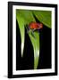 Strawberry Poison Dart Frog in Costa Rica-Paul Souders-Framed Photographic Print