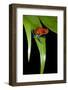 Strawberry Poison Dart Frog in Costa Rica-Paul Souders-Framed Photographic Print