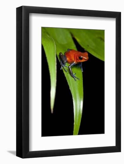 Strawberry Poison Dart Frog in Costa Rica-Paul Souders-Framed Photographic Print