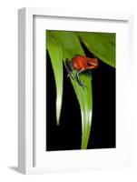 Strawberry Poison Dart Frog in Costa Rica-Paul Souders-Framed Photographic Print