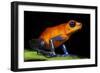 Strawberry Poison Dart Frog in Costa Rica-Paul Souders-Framed Photographic Print