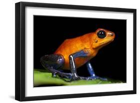 Strawberry Poison Dart Frog in Costa Rica-Paul Souders-Framed Photographic Print