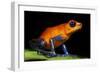 Strawberry Poison Dart Frog in Costa Rica-Paul Souders-Framed Photographic Print