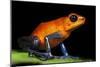 Strawberry Poison Dart Frog in Costa Rica-Paul Souders-Mounted Photographic Print