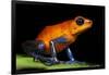 Strawberry Poison Dart Frog in Costa Rica-Paul Souders-Framed Photographic Print