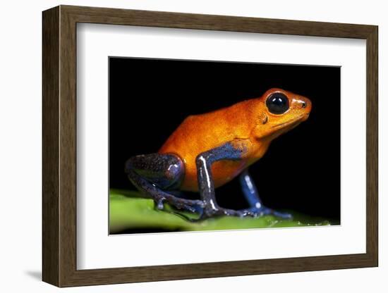 Strawberry Poison Dart Frog in Costa Rica-Paul Souders-Framed Photographic Print