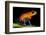 Strawberry Poison Dart Frog in Costa Rica-Paul Souders-Framed Photographic Print