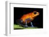 Strawberry Poison Dart Frog in Costa Rica-Paul Souders-Framed Photographic Print