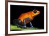 Strawberry Poison Dart Frog in Costa Rica-Paul Souders-Framed Photographic Print