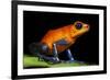 Strawberry Poison Dart Frog in Costa Rica-Paul Souders-Framed Photographic Print