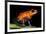 Strawberry Poison Dart Frog in Costa Rica-Paul Souders-Framed Photographic Print