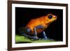 Strawberry Poison Dart Frog in Costa Rica-Paul Souders-Framed Photographic Print