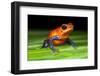 Strawberry Poison Dart Frog in Costa Rica-Paul Souders-Framed Photographic Print