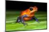 Strawberry Poison Dart Frog in Costa Rica-Paul Souders-Mounted Photographic Print