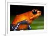 Strawberry Poison Dart Frog in Costa Rica-null-Framed Photographic Print