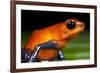 Strawberry Poison Dart Frog in Costa Rica-null-Framed Photographic Print