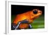 Strawberry Poison Dart Frog in Costa Rica-null-Framed Photographic Print