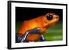 Strawberry Poison Dart Frog in Costa Rica-null-Framed Photographic Print