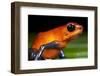 Strawberry Poison Dart Frog in Costa Rica-null-Framed Photographic Print