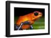 Strawberry Poison Dart Frog in Costa Rica-null-Framed Photographic Print