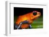 Strawberry Poison Dart Frog in Costa Rica-null-Framed Photographic Print