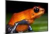 Strawberry Poison Dart Frog in Costa Rica-null-Mounted Photographic Print