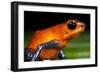 Strawberry Poison Dart Frog in Costa Rica-null-Framed Photographic Print